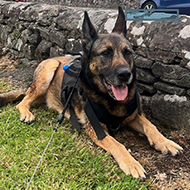 Retired service animals charity reaches grant milestone