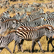 New model for wildlife health management published