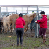Charity sees rise in welfare cases involving large groups of horses