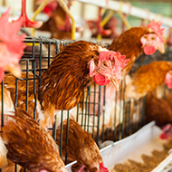 Avian Influenza Prevention Zone introduced across Wales
