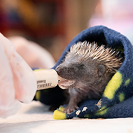 RSPCA launches toolkit to help vets treat wildlife