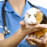 Amylase concentration linked to mortality in guinea pigs