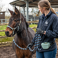 Sarcoid surgery a success for fearful mule