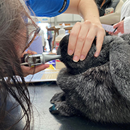 No significant link between rabbit head shape and dental issues - study