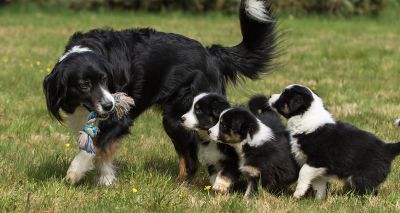 DAERA to appoint dog breeding advisory group