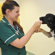 Free CPD announced for BVNA members