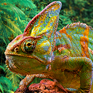 Reptiles brighter in open habitats, study finds