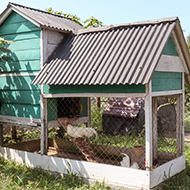 Further avian influenza housing measures introduced