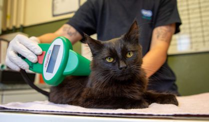  RSPCA campaigns for new cat RTA law