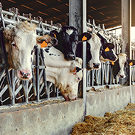BVA reflects on Animal Welfare Strategy