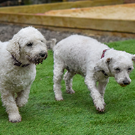 Winners announced for Pet Rescue Grant 2025