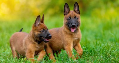 Government urged to progress puppy smuggling bill