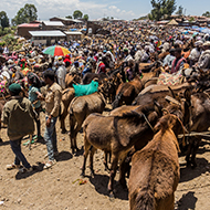 Treaty recognises animal health in pandemic plans