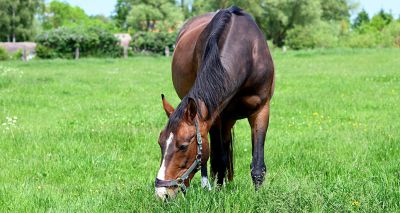 Pergolide could help manage equine PPID, study finds