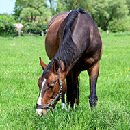 Pergolide could help manage equine PPID, study finds
