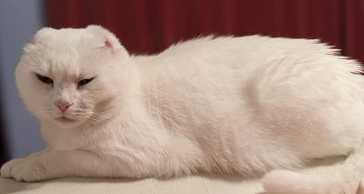 Cat rehomed by charity after cancer scare