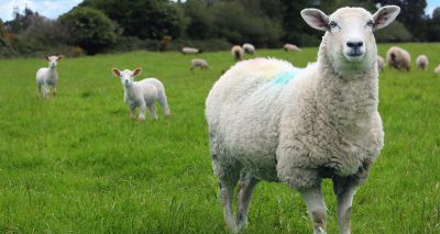RSPCA issues livestock reminder to dog owners