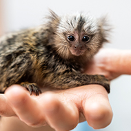 RSPCA calls for 'urgent' monkey law clarity