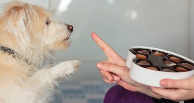 BVA issues Easter reminder to pet owners