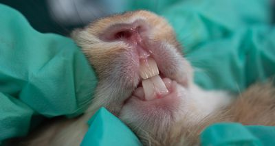 Study provides new insights into rabbit dental disease