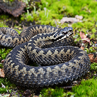 Adder distribution in Scotland reduced, study finds