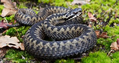 Adder distribution in Scotland reduced, study finds
