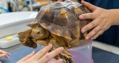 RVC reveals top tortoise health problems