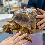 RVC reveals top tortoise health problems