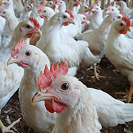 Costs may prevent better chicken welfare, survey suggests