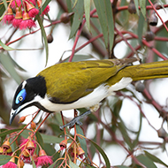 Colourful birds thrive in cities, study finds