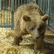 Bear family rescued from residential home