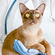 RVC collaboration creates first 3D cat heart model