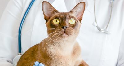 RVC collaboration creates first 3D cat heart model