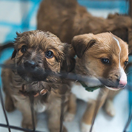 Animal Welfare Bill progresses past committee stage