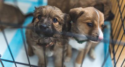 Animal Welfare Bill progresses past committee stage