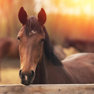 Researchers create first anatomical catalogue of horses' expressions