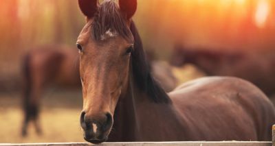 Researchers create first anatomical catalogue of horses' expressions