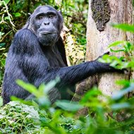 Chimpanzees drum distinct rhythms, study finds
