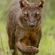 Rare male fossa moves to Chester Zoo
