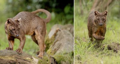 Rare male fossa moves to Chester Zoo