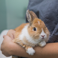 Rabbit Awareness Week returns for 2025