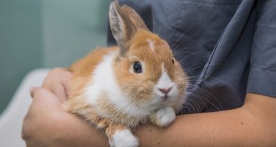 Rabbit Awareness Week returns for 2025