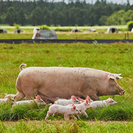 Vets to deliver ASF contingency planning workshops