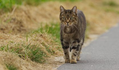 RTAs leading cause of death in cats, study finds