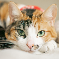 Covid drug effective in treating FIP, study finds