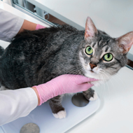 Early neutering not linked to cat weight gain, study suggests