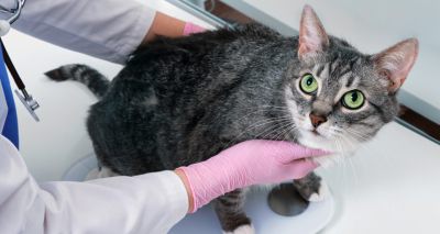 Early neutering not linked to cat weight gain, study suggests