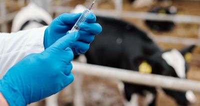 RUMA Agriculture launches vaccine availability survey