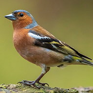Chaffinch numbers continue to decline, bird survey finds