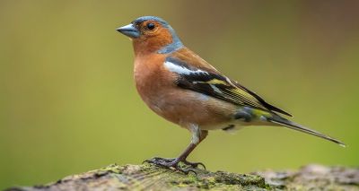 Chaffinch numbers continue to decline, bird survey finds